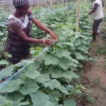 🥒 Cucumber Farming: From Seed to Market