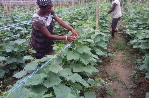 Read more about the article 🥒 Cucumber Farming: From Seed to Market