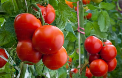 Tomato Breeding