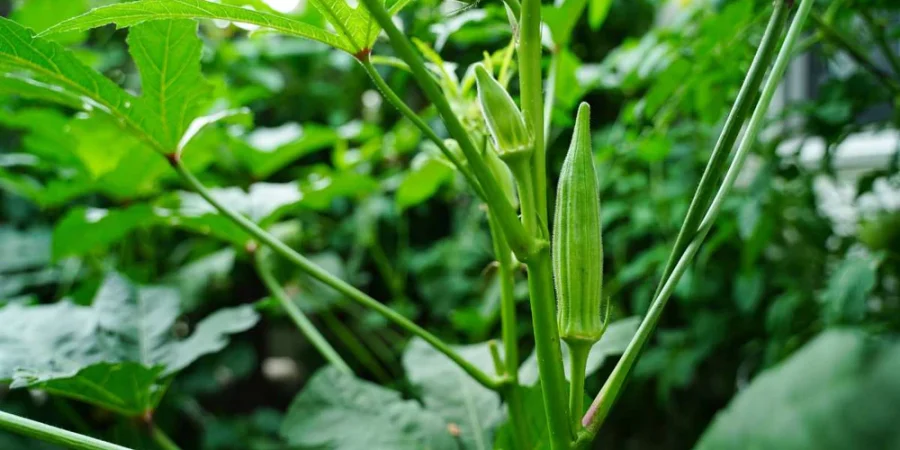 Okra_5_1000x